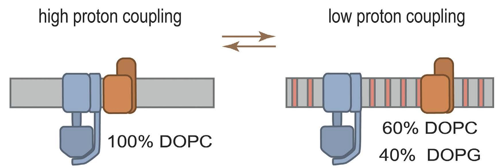 Proton coupling scheme